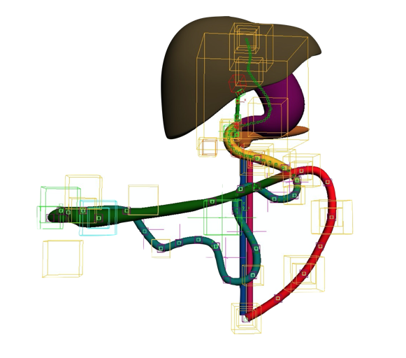 Embryologie tekening